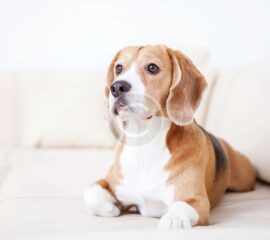 Secrets to a Better Life With Your Dog