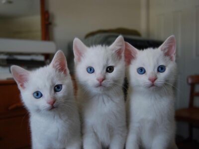 Kittens – Deydream Manx