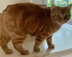 Say Hello to our Lovely Manx Ladies – Deydream Manx