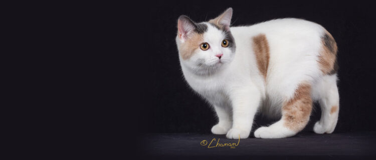 Deydream Manx – Manx Cat Breeder