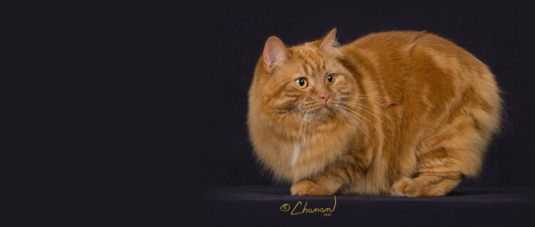 Deydream Manx – Manx Cat Breeder