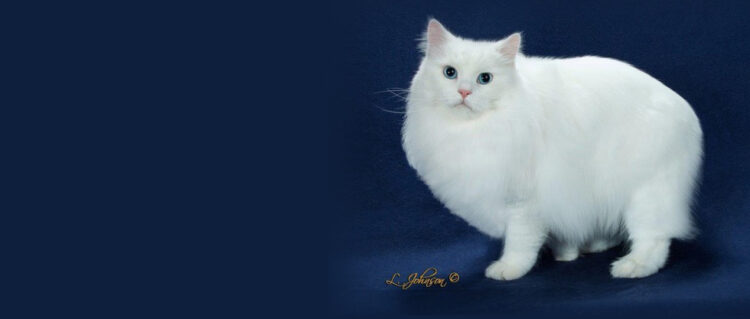 Deydream Manx – Manx Cat Breeder